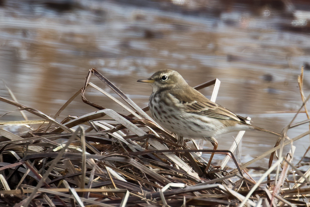 Water Pipit — Ana fotoğraf